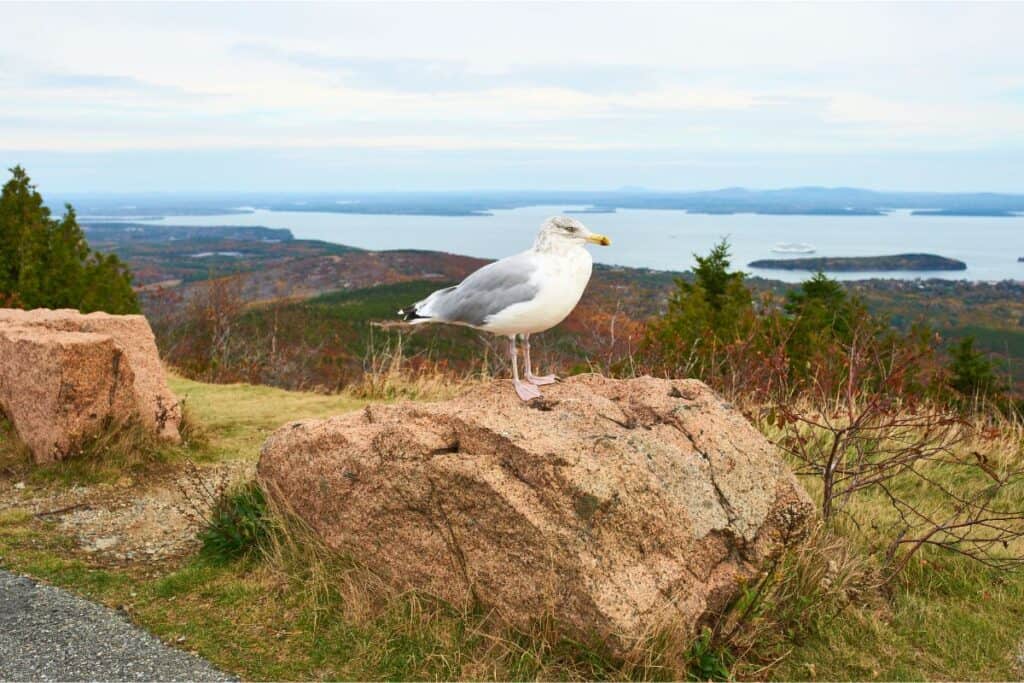 Acadia in the rain view from mountain top with seagull
