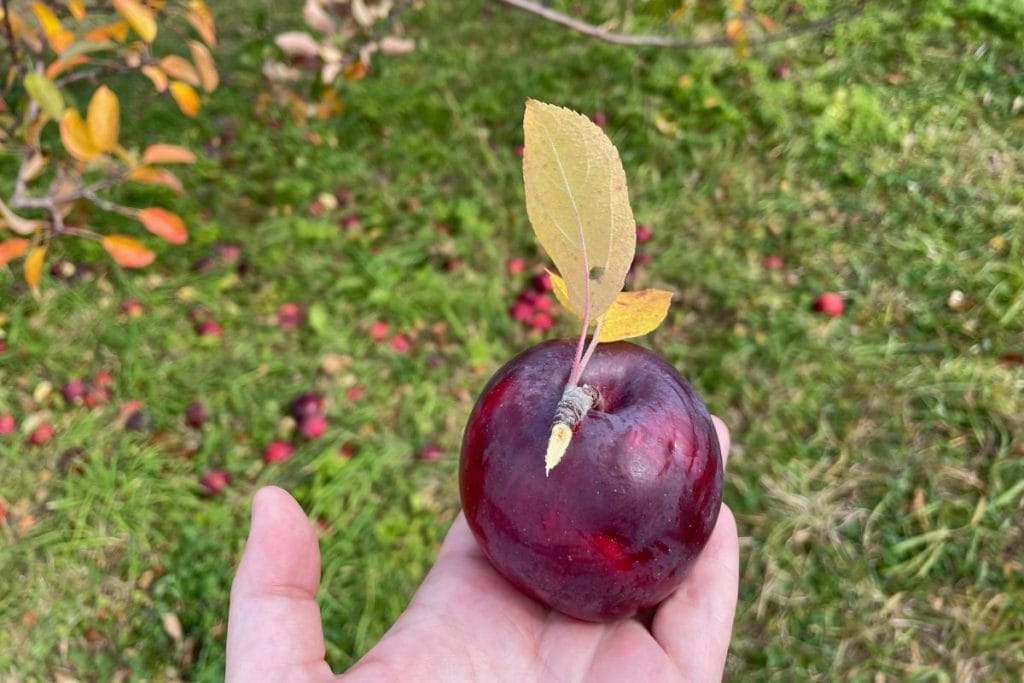 Apple Picking , A Hand Holding a dark red apple with a yellow leaf attached. 