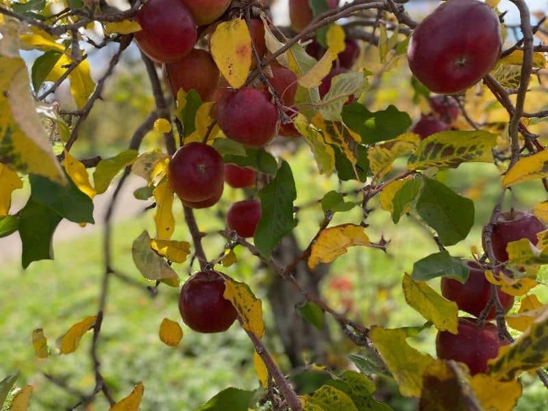 Apples ready to be picked on an apple tree. 