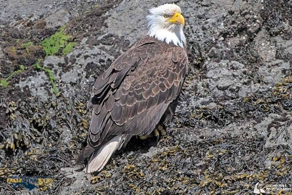 Bald Eagle on rocky shore