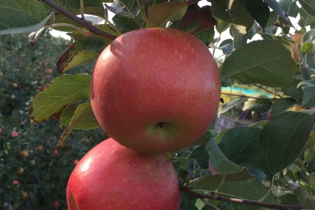 close up of two red apples in an apple orchard. 