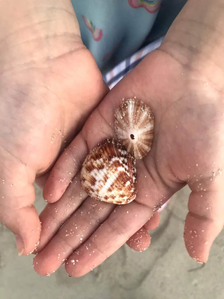 sea shells in hands at beach. Gifts for beach lovers