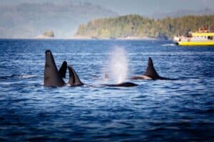Pod of killer whales and whale watching otur boat Victoria, BC Canada.