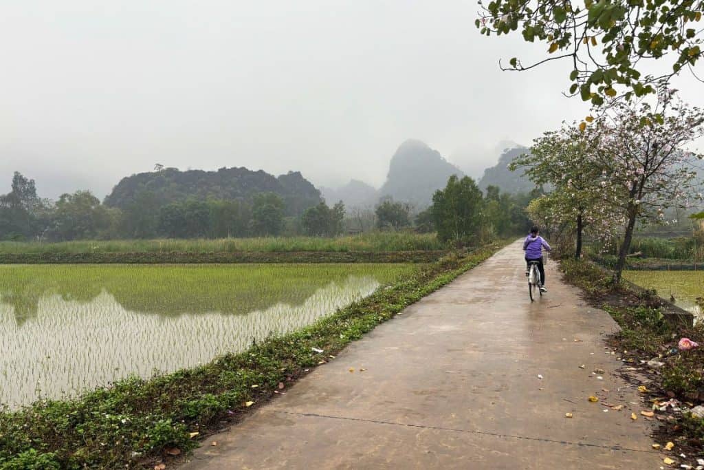 A young girl wearing a purple jacket rides a bicycle down a narrow paved road flanked by rice paddies and blooming trees. Misty mountains rise in the background, creating a peaceful and scenic rural landscape.