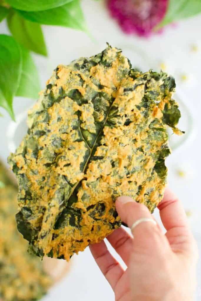 Close up of a hand hoding a large kale chip covered in a cheezy vegan cashew coating.