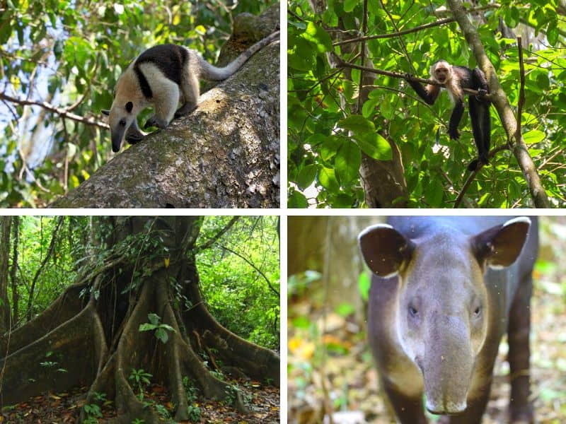 Visit Corcovado for it's wildlife; anteater walking down a log, white face capuchin monkey hanging over a branch, wild baird's tapir facing head on, and big tree with large roots.