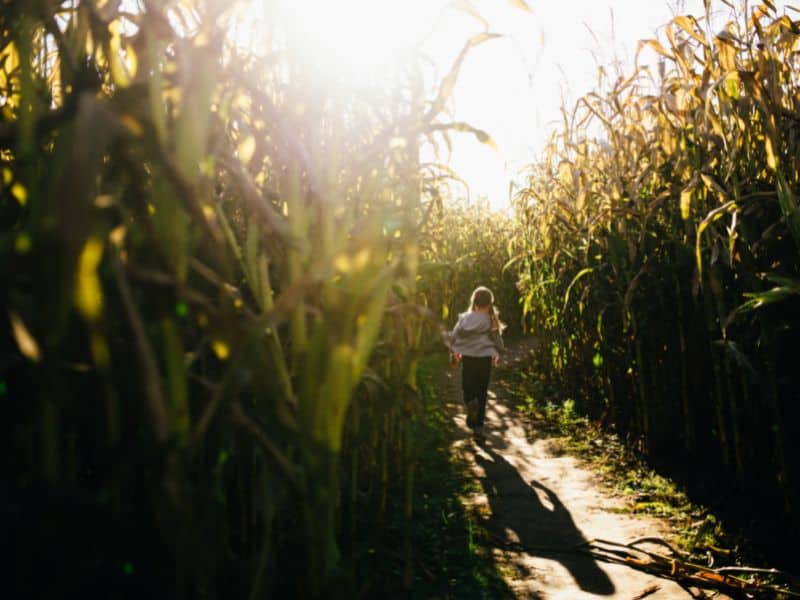 Young girl in pig tails walking in a corn maze, with the sun setting.
