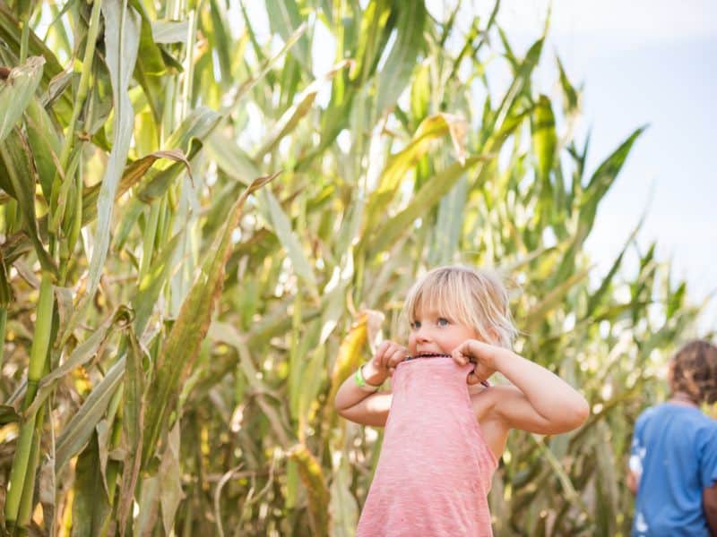 Young boy and girl in a corn maze. Best corn maze rhode island.