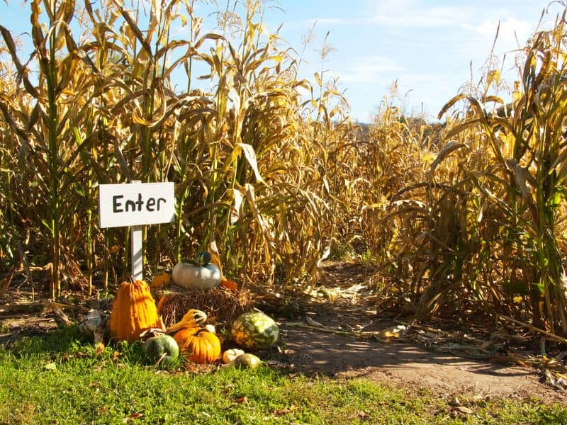 Corn Maze entrance in the Fall. 