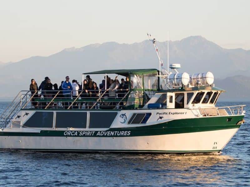 Top 10 Best Whale Watching Tours In Victoria, BC (Local’s Guide)