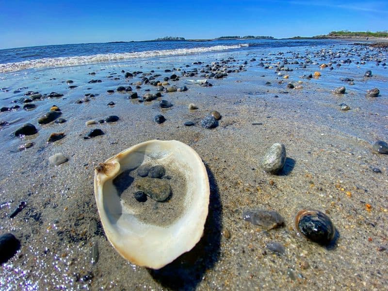 Sandy beach view dotted with small rocks and a clam shell. 