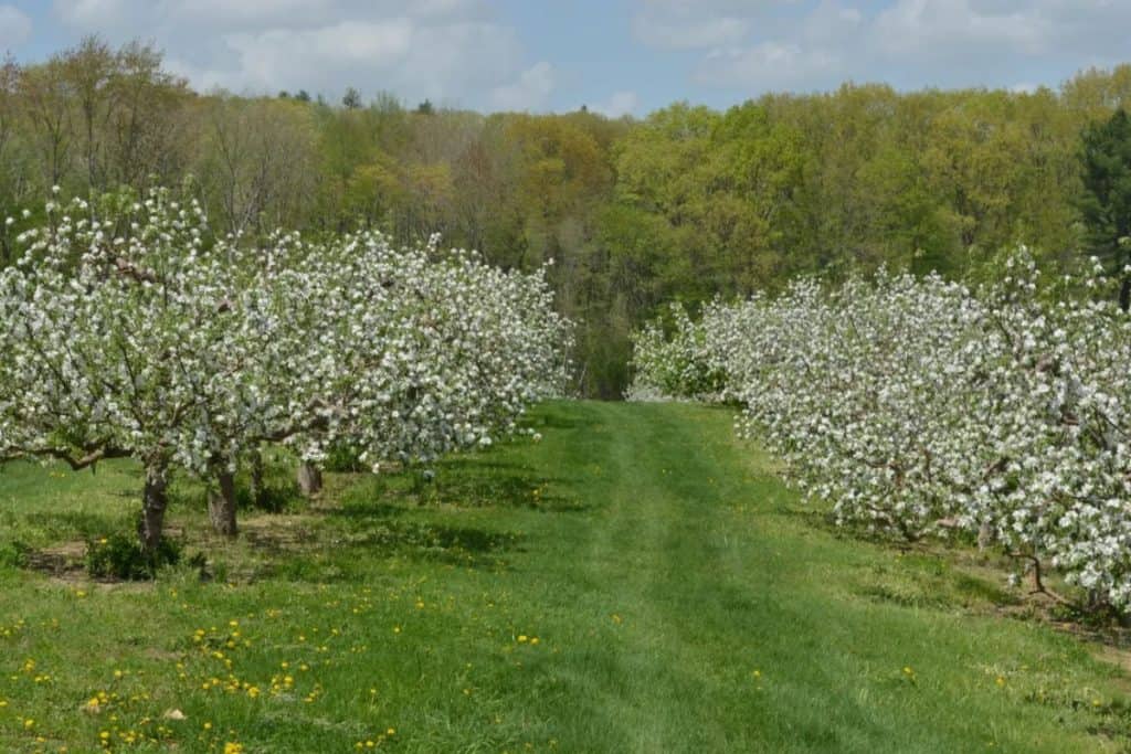 A grassy orchard with two rows of blooming apple trees. 