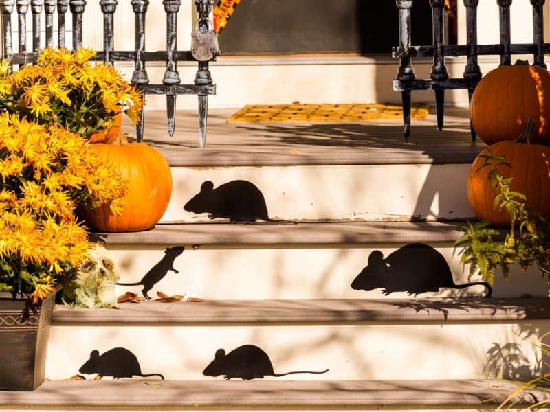 Fall themed front porch with yellow flowers, pumpkins and cut out rat silhouttes on the step risers. 