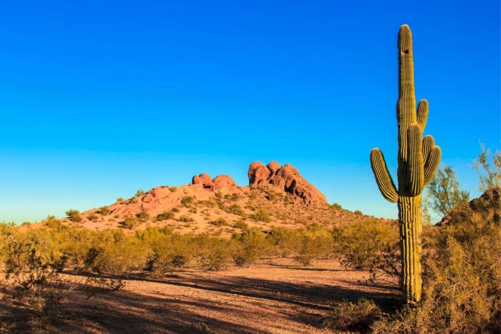 Desert Cactus and red rock formations in Arizona near Phoenix.