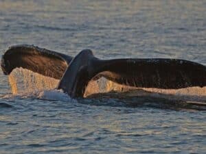 Whale Tail at sunset