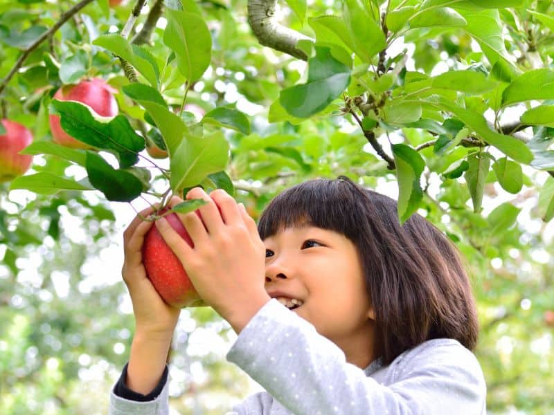 Young Asian child smiling picking an apple off the tree. 