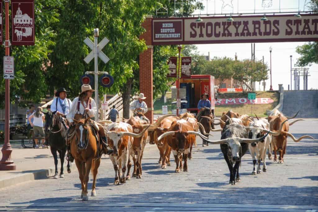 People on horses herding cattle under the Fort Worth Stockyard sign.