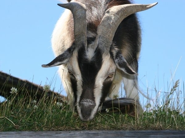 Coombs, Goat on the Roof