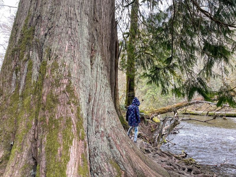 Huge old growth cedar tree and young girl exploring by river in Goldstream Provincial Park, BC.