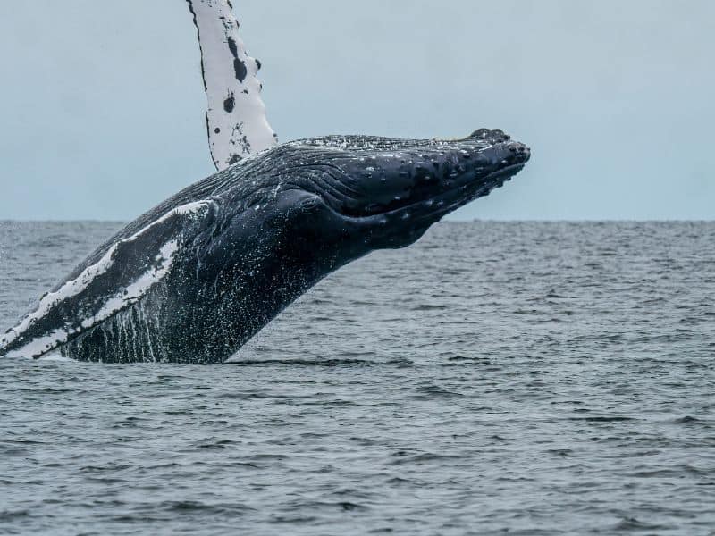 Humpback whale breaching off Vancouver Island Canada.