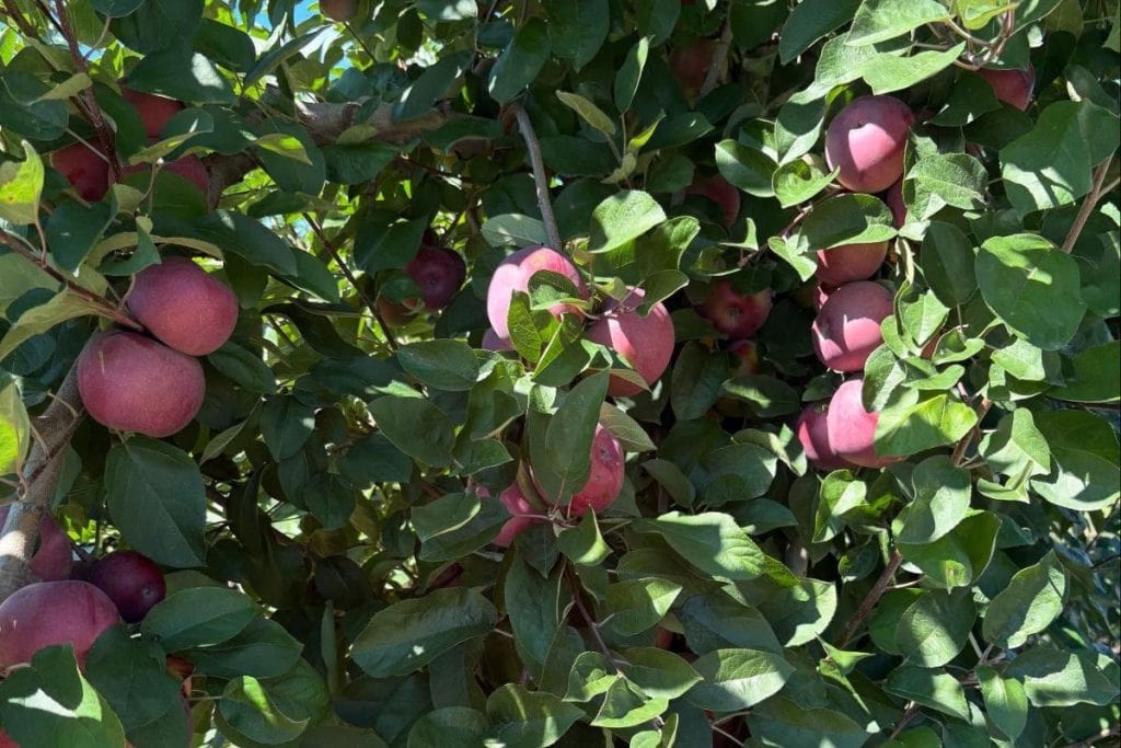 A view of an apple tree with many red apples growing in the branches. 