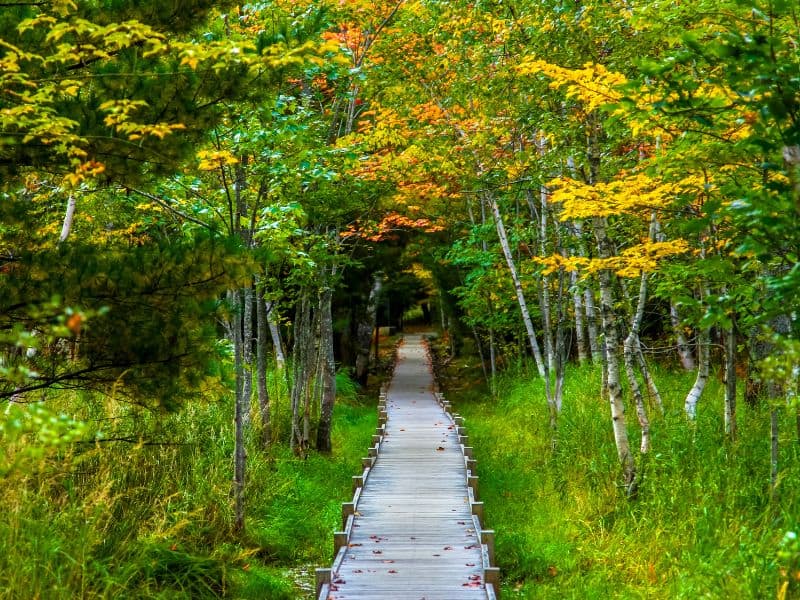Jesup Trail In Acadia National Park boardwalk