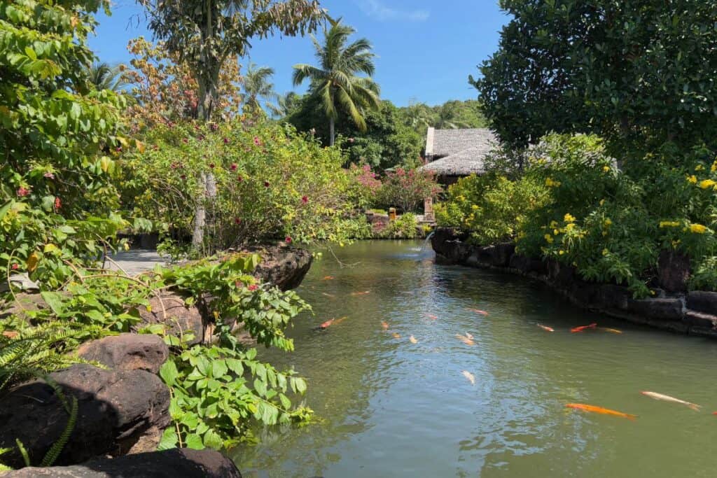 A tranquil koi pond surrounded by lush tropical plants and blooming flowers at Hon Thom Nature Park in Phu Quoc, Vietnam. Vibrant orange, red, and white koi swim in the calm water, with a thatched-roof building nestled among palm trees in the background.