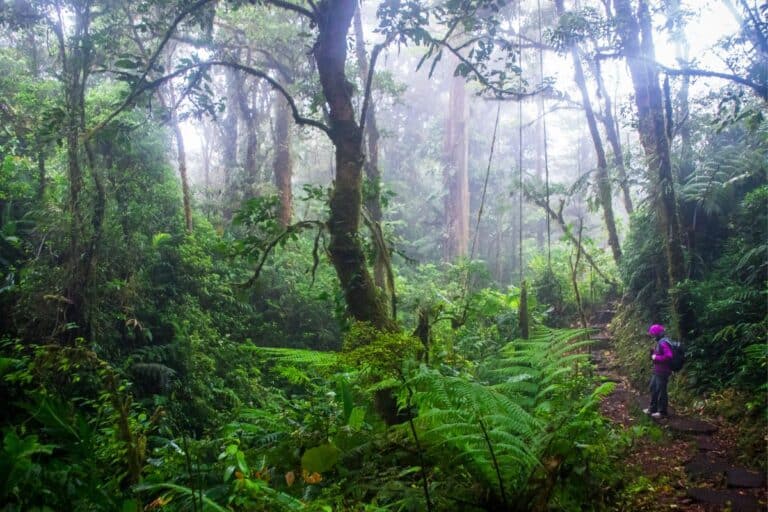 Monteverde Travel Guide: Everything You Need To Know
