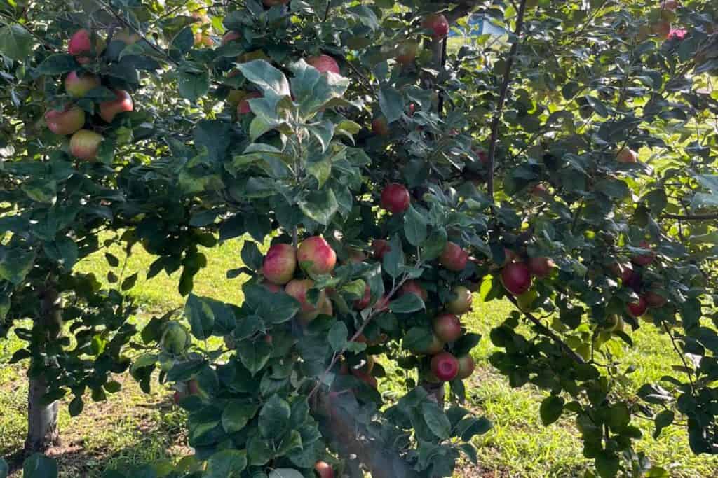 Close up of two apple trees filled with red apples. 