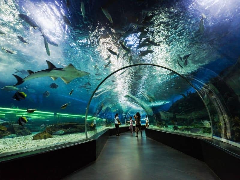 Family of three walking in underground tunnel aquarium at Manila's Ocean Park. Sharks swim overhead.