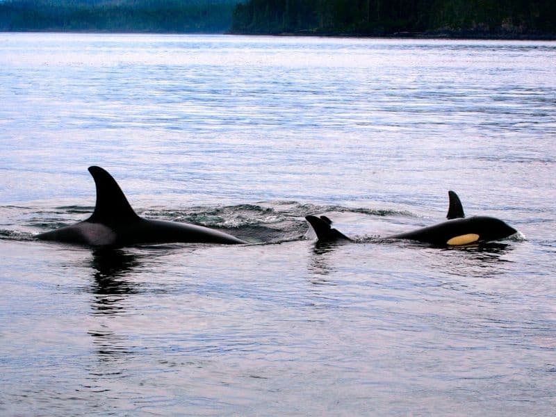 Orca and calf swimming in the Johnstone Strait. Vancouver Island whale watching. 