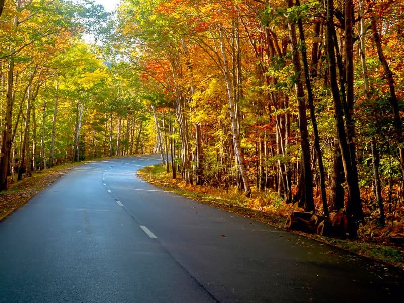 Acadia Park Loop Road Fall Foliage road