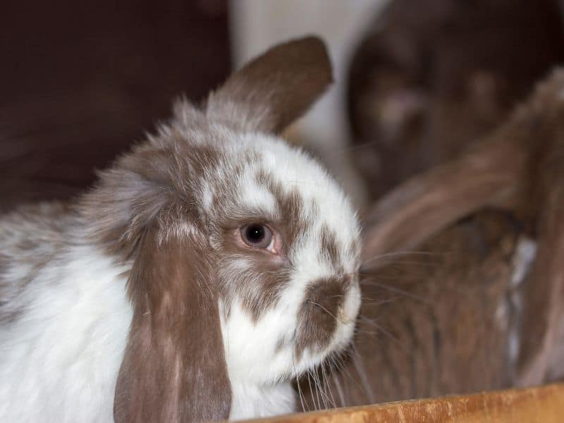 Floopy eared bunnies at Hobby Farm. 
