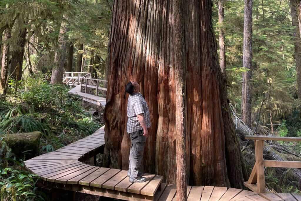 Man looking up at huge ancient cedar treest, standing on a boardwalk.