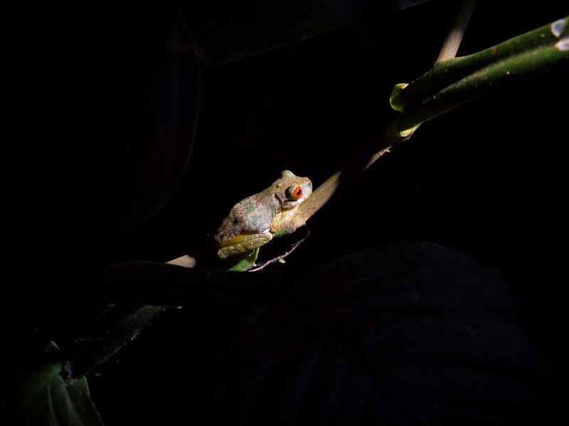 Red eye frog on branch at night in Monteverde.