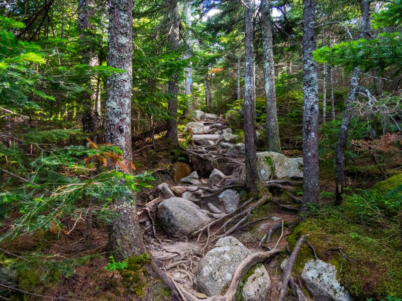 Rocky hiking trail throygh trees in Baxter State Park. 