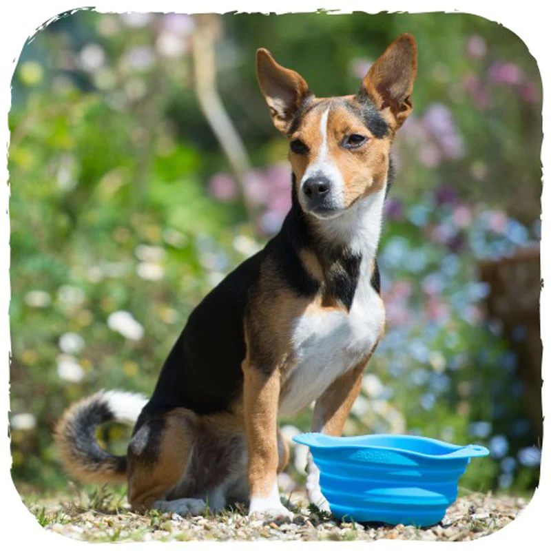 Collapsible sillicone pet travel bowl with a small dog in front outdoors.