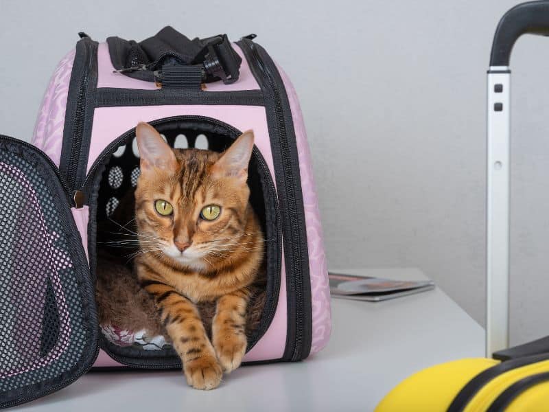 Cat in soft pet carrier for travelling.