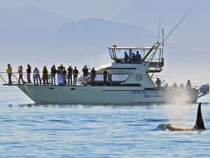 Spring Tide Yacht Whale Watching Tour boat with orca whale swimmin gin front.