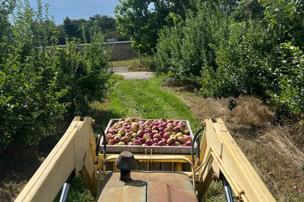 Tractor picking up a full wooden crate of ared and green apples in an orchard. 