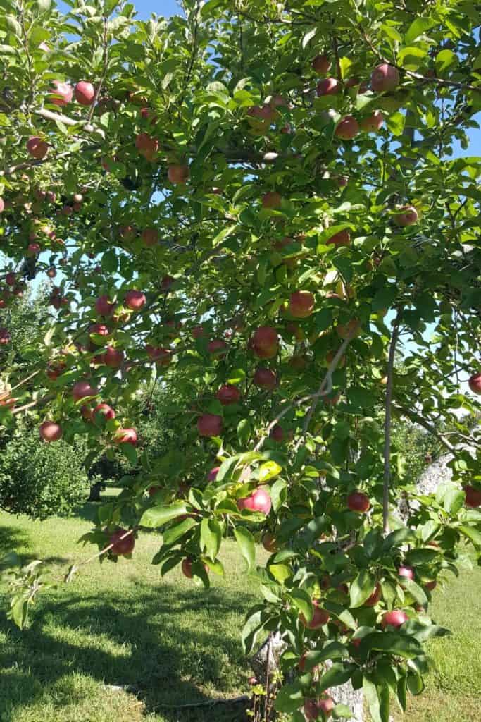 An apple tree full of red apples in a grassy Rhide Island orchard on a sunny day.