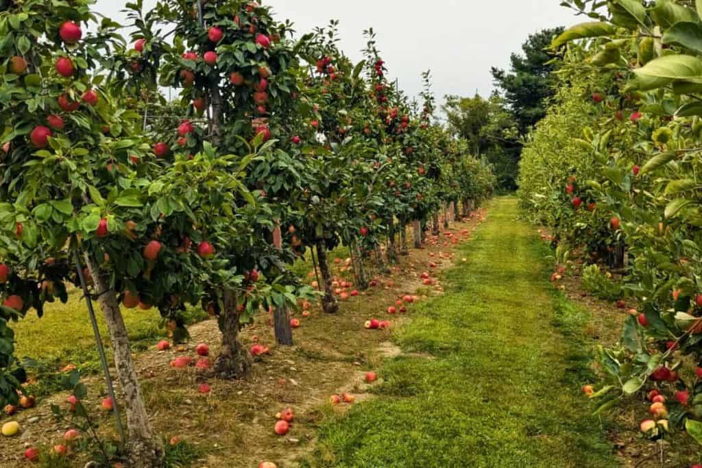A row of apple trees laden with apples, and some apples fallen on the ground. 