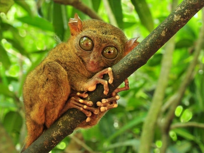 Visiting the Tarsier Sanctuary, Philippines with a small tarsier with large eyes, hanging onto branch. 