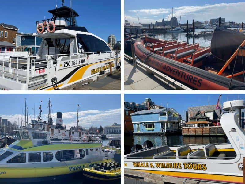 Four different  zodiac and covered boats for whale watching from Vancouver Island. 
