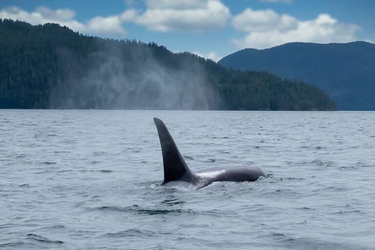 Best Whale Watching Tours Vancouver Island (2024 Local’s Guide)