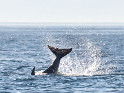 Orca whale tail splashing out of water off Victoria Canada.