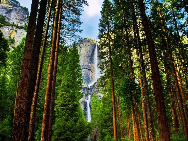 Yosemite Falls in between  large Sequioa trees, sun filtering through.